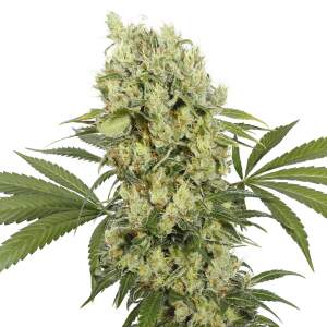 Buddha Seeds Medikit CBD