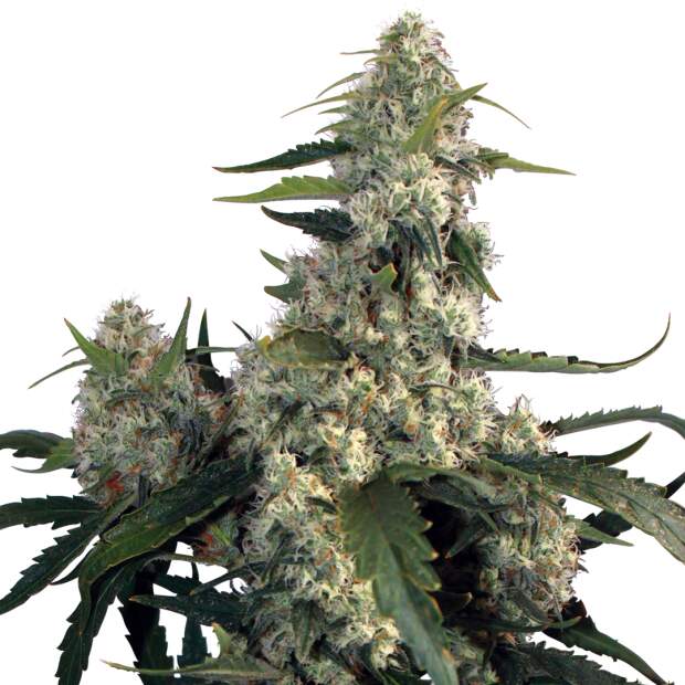 Buddha Seeds Quasar