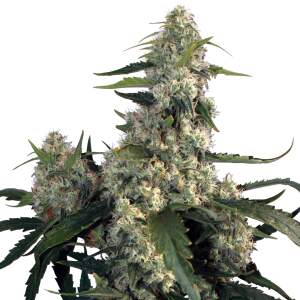 Buddha Seeds Quasar