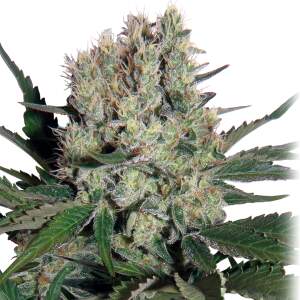 Buddha Seeds Syrup Auto