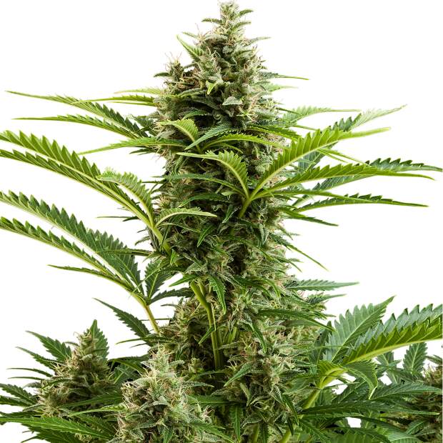 Buddha Seeds Vesta Auto