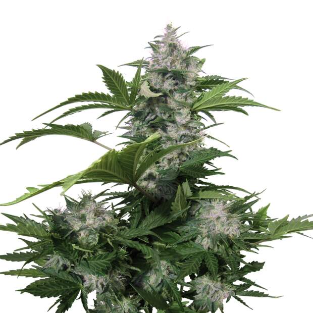 Buddha Seeds White Dwarf Auto