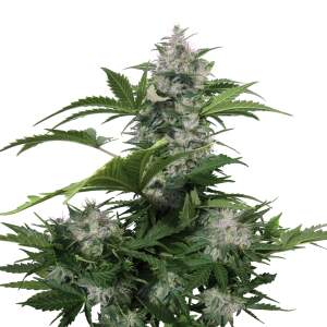 Buddha Seeds White Dwarf Auto
