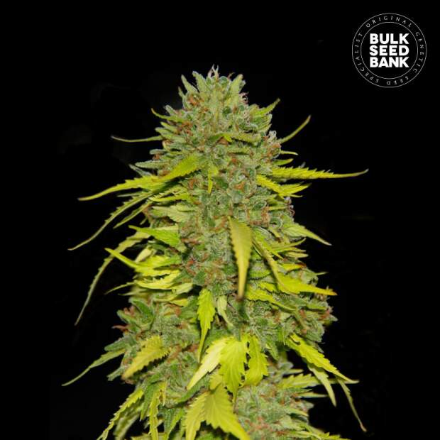Bulk Seeds Bank AK