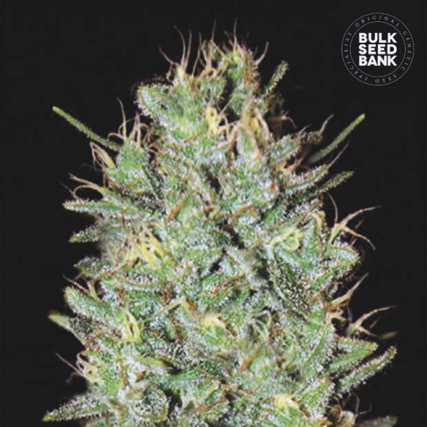 Bulk Seeds Bank Amnesia Haze