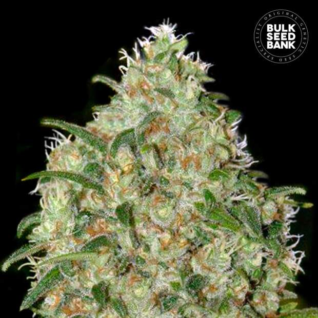 Bulk Seeds Bank Amnesia Platinum