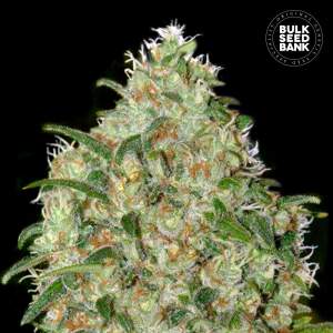 Bulk Seeds Bank Amnesia Platinum