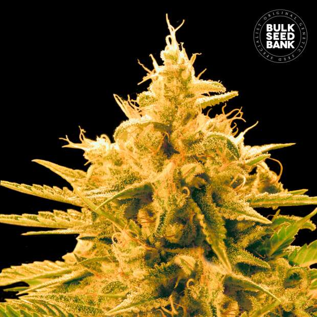 Bulk Seeds Bank Ananas Funk