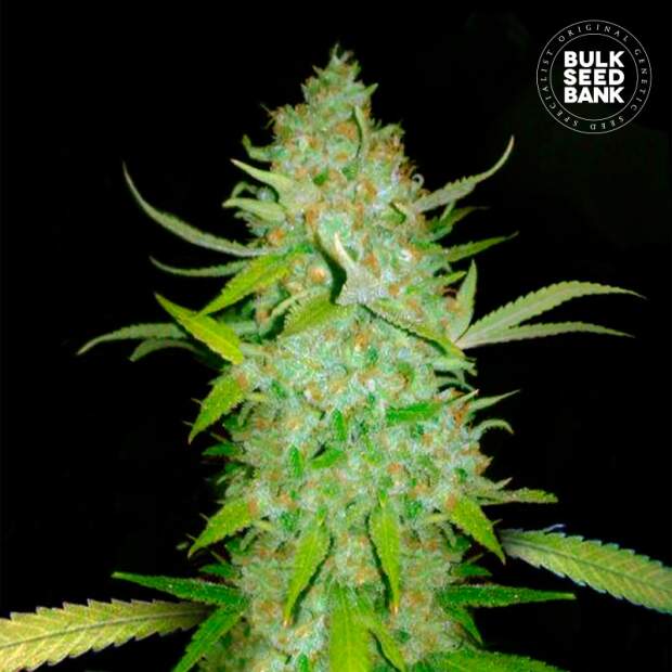 Bulk Seeds Bank Auto AK