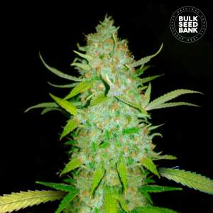 Bulk Seeds Bank Auto AK