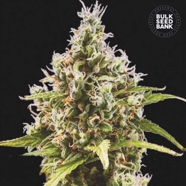 Bulk Seeds Bank Auto Amnesia Haze