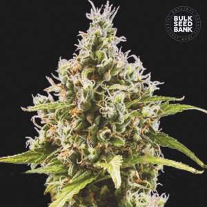 Bulk Seeds Bank Auto Amnesia Haze
