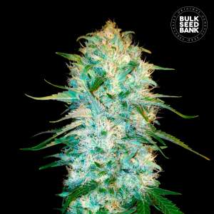 Bulk Seeds Bank Auto Amnesia Platinum