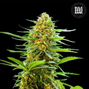 Bulk Seeds Bank Auto Banana Monkey