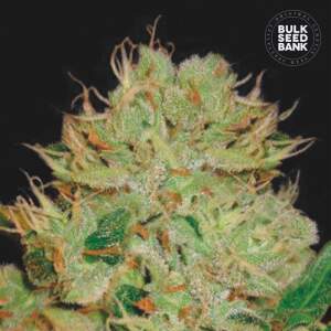 Bulk Seeds Bank Auto Bigger Bud