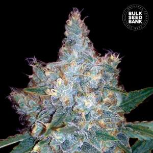 Bulk Seeds Bank Auto Blueberry Berry