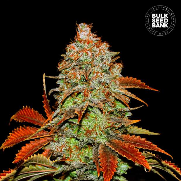Bulk Seeds Bank Auto Bubblegum Extra