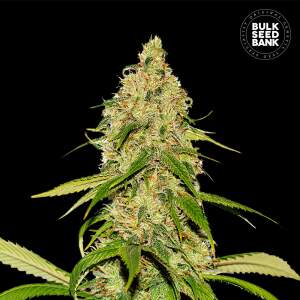 Bulk Seeds Bank Auto CBD White Widow