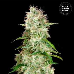 Bulk Seeds Bank Auto Cheese