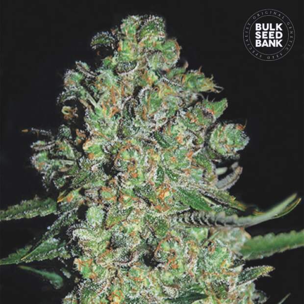 Bulk Seeds Bank Auto Chronical