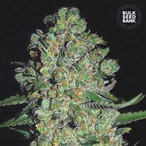 Bulk Seeds Bank Auto Chronical