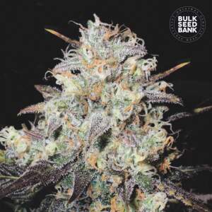 Bulk Seeds Bank Auto Cocopopo