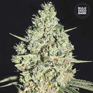 Bulk Seeds Bank Auto Critical