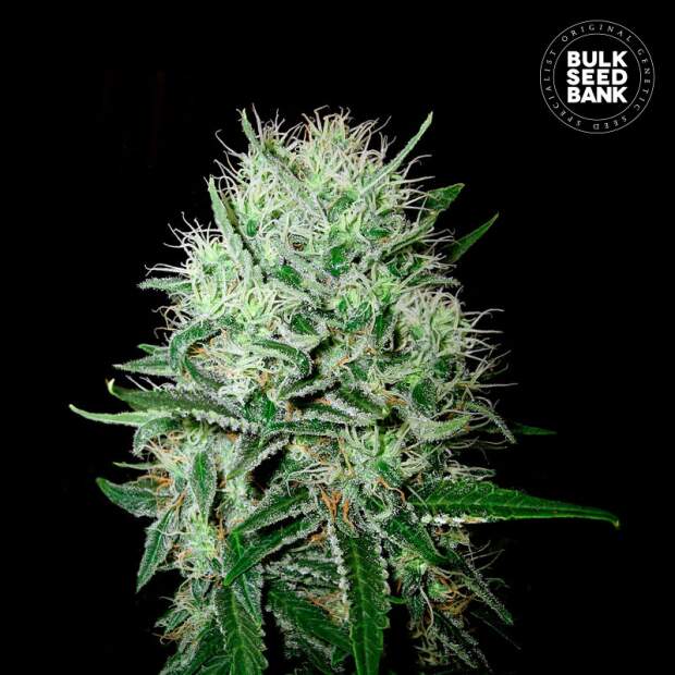 Bulk Seeds Bank Auto Devils Kiss