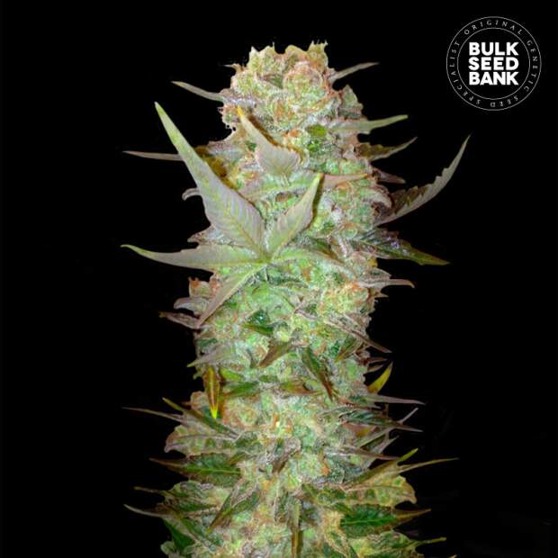 Bulk Seeds Bank Auto Dubai Poison