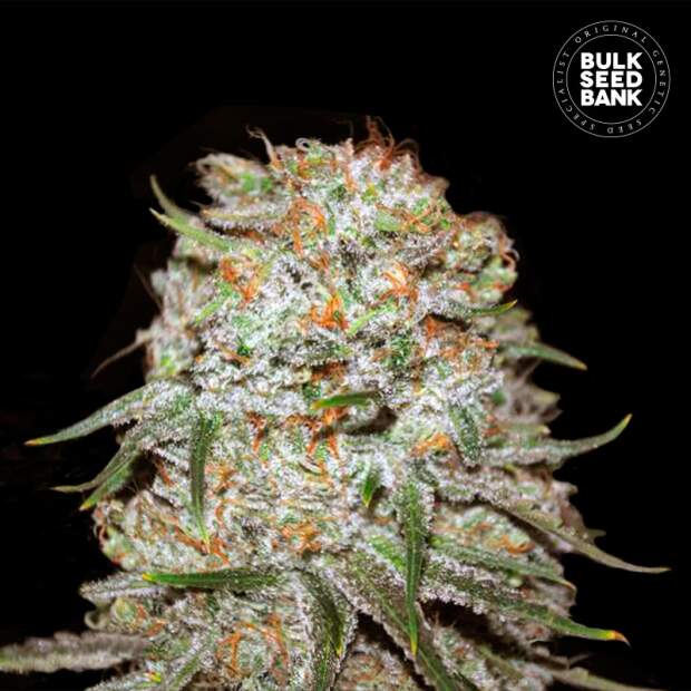 Bulk Seeds Bank Auto East Ryder