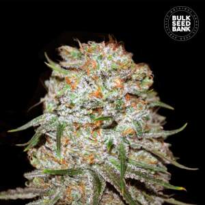 Bulk Seeds Bank Auto East Ryder