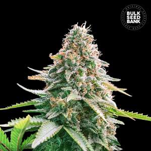 Bulk Seeds Bank Auto Gelato Samba