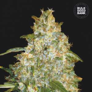 Bulk Seeds Bank Auto Good Wild Shark
