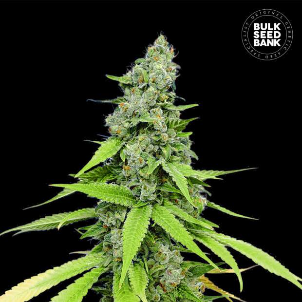 Bulk Seeds Bank Auto Grande Crack