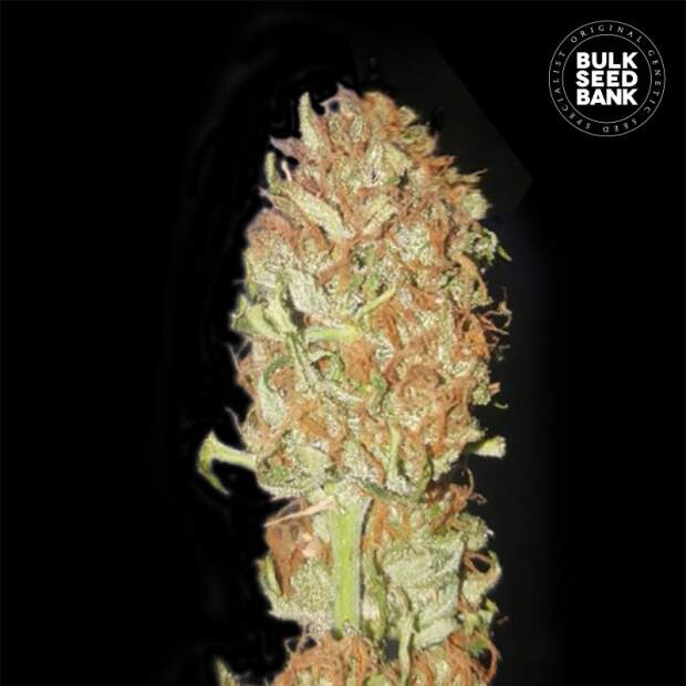 Bulk Seeds Bank Auto Psychedelic