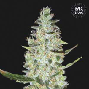 Bulk Seeds Bank Auto Special Skunk