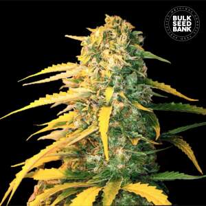 Bulk Seeds Bank Auto White Widow