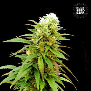 Bulk Seeds Bank Auto Zkittly Zi Zi