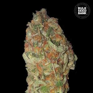 Bulk Seeds Bank Green Candy