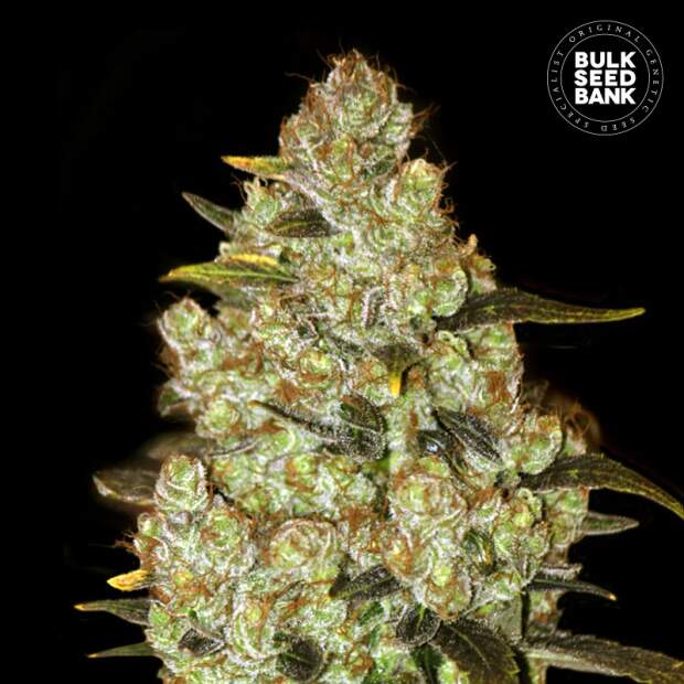 Bulk Seeds Bank Psychedelic
