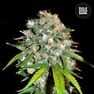 Bulk Seeds Bank Skunk #99