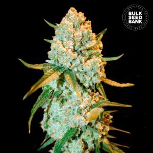 Bulk Seeds Bank Special Crystal Haze