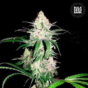 Bulk Seeds Bank Special Lime Haze