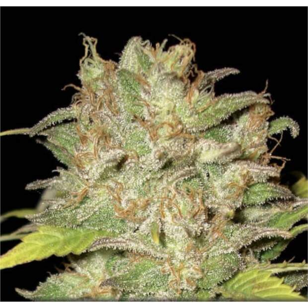 CBD Seeds Widow