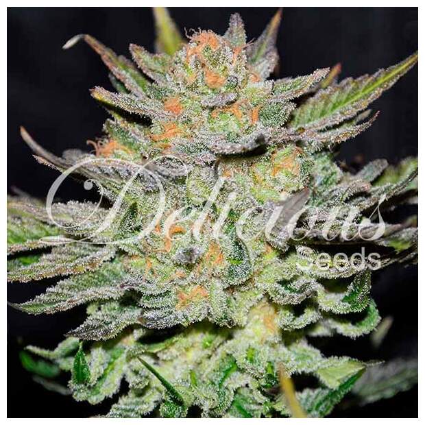 Delicious Seeds Auto Blue Ace CBD
