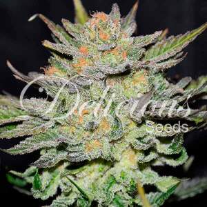 Delicious Seeds Auto Blue Ace CBD