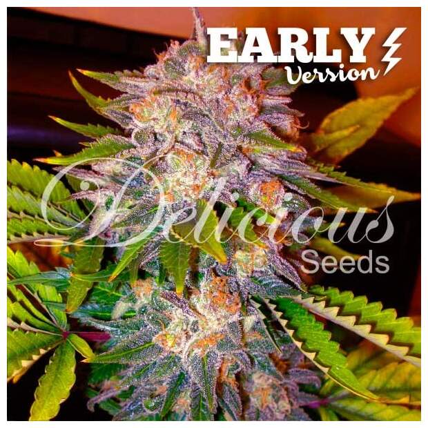 Delicious Seeds Caramelo Early Version