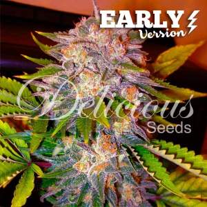 Delicious Seeds Caramelo Early Version