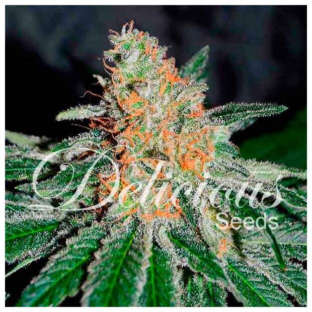 Delicious Seeds CBD Jam