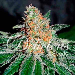 Delicious Seeds CBD Jam